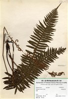 藏品(倒葉瘤足蕨)的圖片